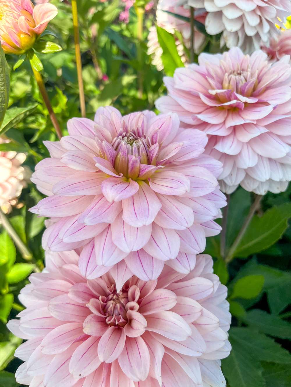 Dahlia 'Glossy Annika'